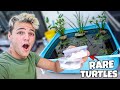 BUYING TINY TURTLES for My mini POOL POND!!