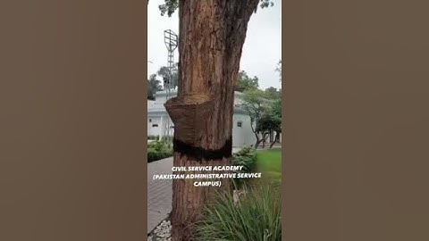 Civil Services Academy (PAS CAMPUS) #cssacademy #shorts #shortvideo #css #bureaucracy #bureaucrats