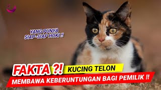 FAKTA KUCING TELON MEMBAWA KEBERUNTUNGAN BAGI PEMILIK !!