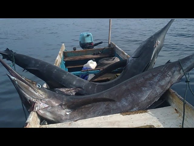 PERJUANGAN MENAKLUKAN MONSTER MARLIN DI TENGAH BADAI .blue marlin,ikan marlin ratusan kilo class=