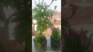 New garden plant || #gardening #garden #tomato #plants #viral #flowers #nature #love #shortvideo .
