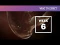 6 Weeks Pregnant - What to Expect Your 6th Week of Pregnancy