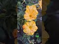 Flower #phuldiha #flowers #flowergarden #nature #natural #yellow