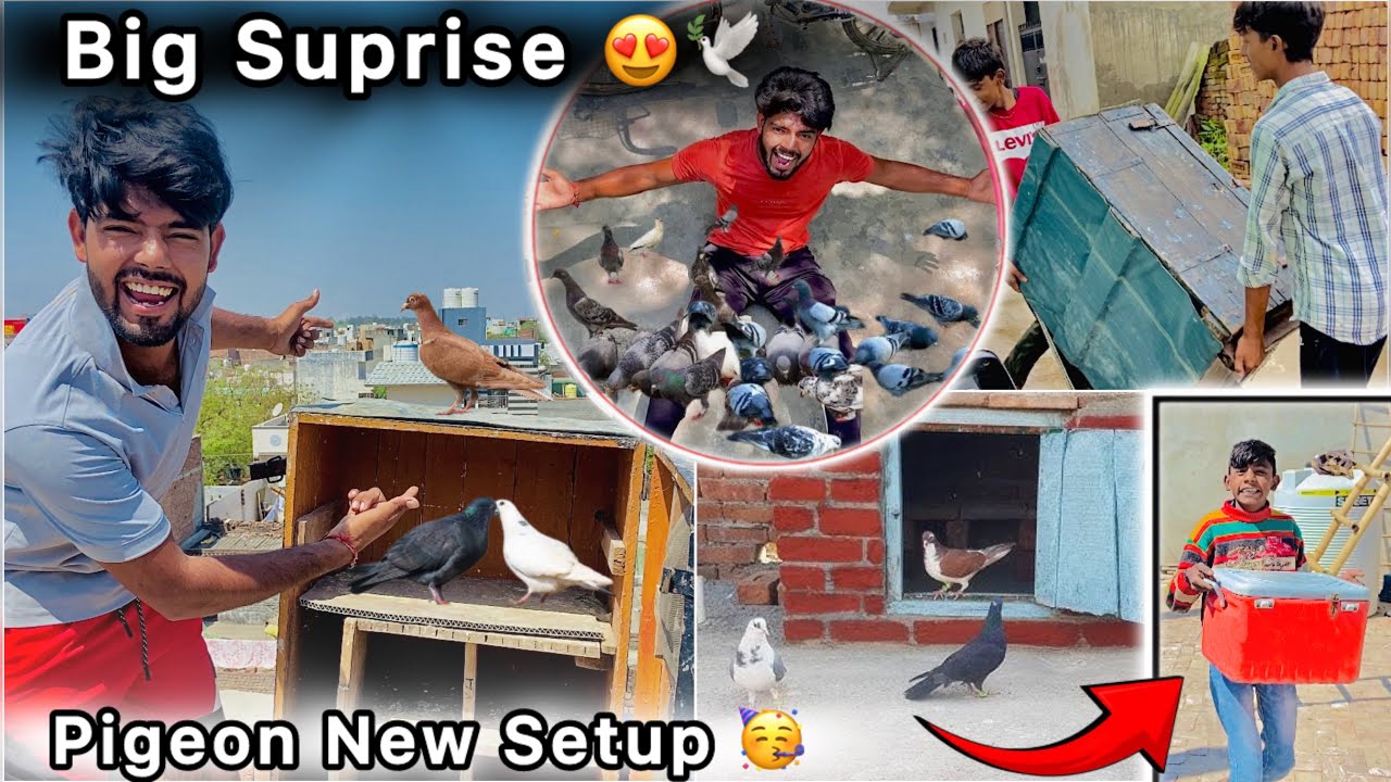 Finally 🤑 I’m Back With Suprise 🥳 || Kabootar ka Naya Ghar 🏠 || Pigeon New Loft 🕊️