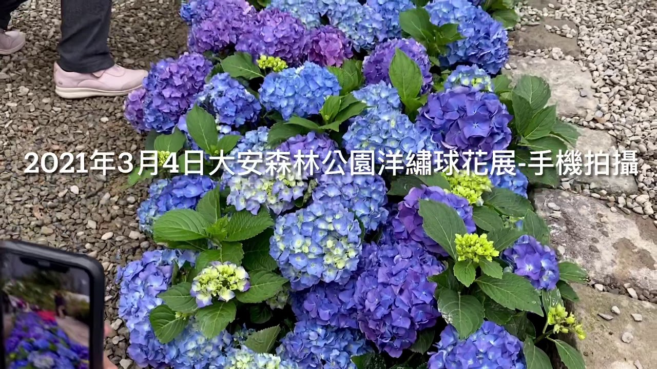 21年3月4日大安森林公園洋繡球花展 手機拍攝 Youtube