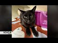 Pyramid Scheme- PHS Pet of the Week
