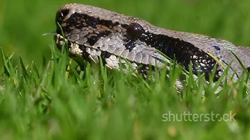 7 Invasive Snakes in the USA: A Slithering Threat #InvasiveSpeciesUSA #SnakeCrisis #WildlifeThreat