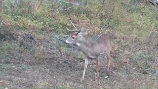 50 best archery shots in 8 minute__ 50 tiros con arco en 8 minutos