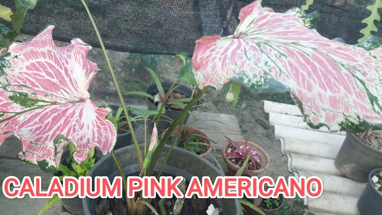 Conheça a rara e exótica Caladium Pink Americano