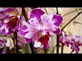 Сортовые орхидеи ... да бабочки, пелорики, бабулетки в свежем завозе 1 июня 2021г.
