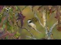 Chickadee Species and Climate Change