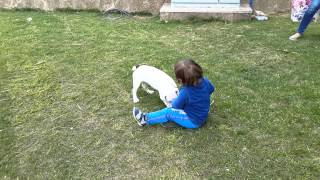 Kayra Vs Pitbull-Şeker Kavgası