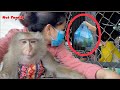 Monkey Nui and mother go to buy food for Dad | Nui Family