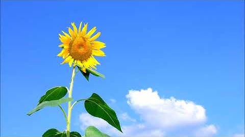 سوره‌تی العادیات به‌ده‌نگی شیخ ماهر المعيقلي به‌ته‌فسیری کوردی