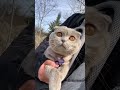 Iam Confused Subscribe Plz #shorts #ytshorts #pets #animals #viral #viralvideo #cat #dog