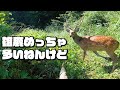 今年はオスが多いような気がする　だからどうとかはわからん