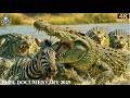 WILD NILE | Epic Animal Survival in Africa’s Legendary River | Animal Documentary