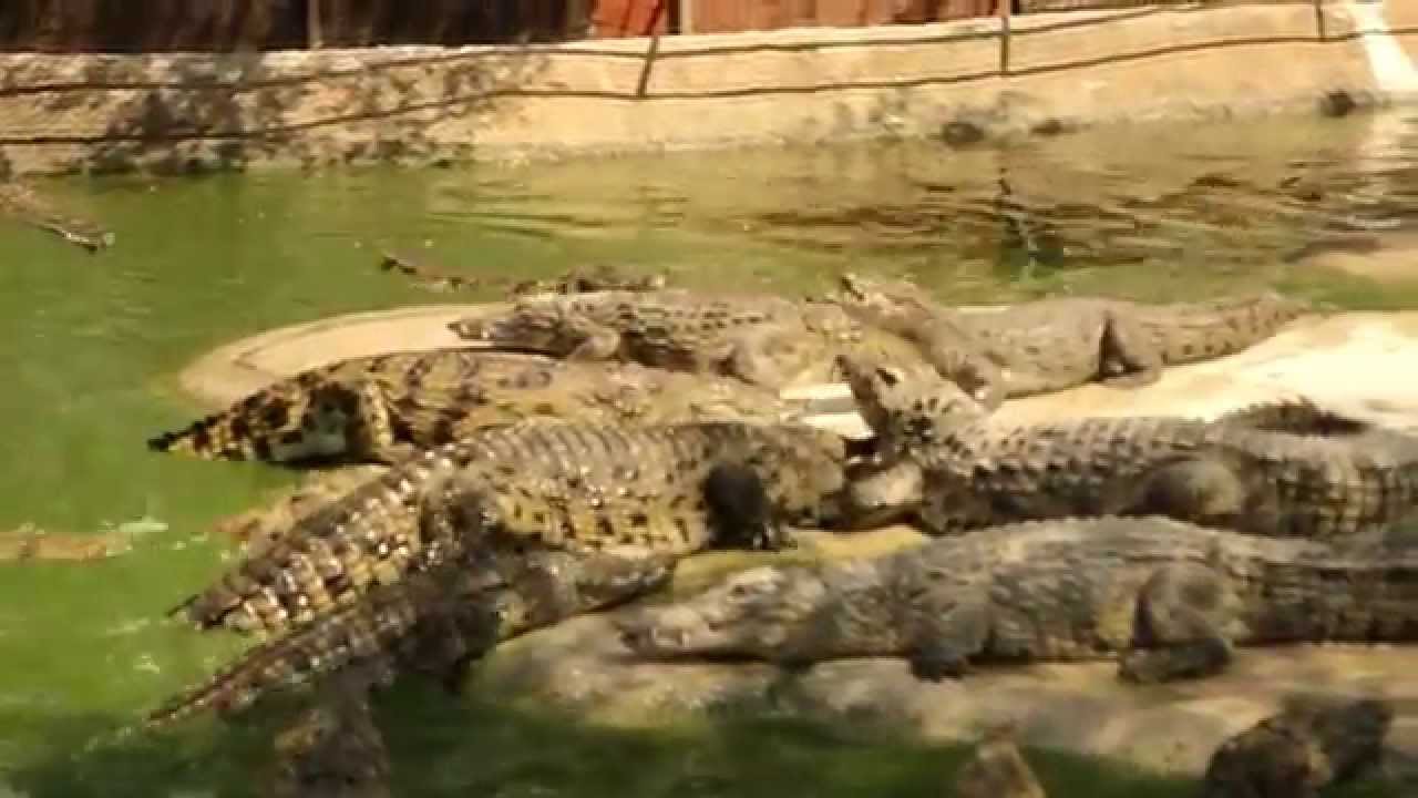 Feeding the Crocs (Crocodile park Torremolinos, Spain) YouTube