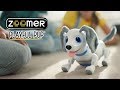 Zoomer | Playful Pup Trick #20 | Puppy Sit