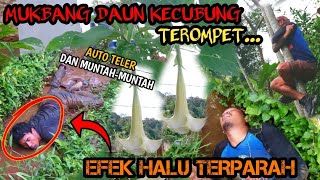 Akibat Makan Bunga Terompet Kecubung Sampai M4Buk Halu Terparah