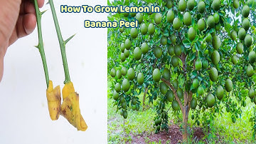 Amazing Rooting Lemon Tree Cutting In Banana Peel {New Techniques} Brilliant idea