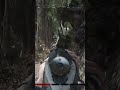 No reviving allowed sir! | #possumstudios on #Twitch