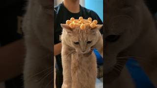 My Cat Becomes Mahoraga