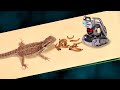 THE ROBOT ANKI VECTOR and BEARDED DRAGON! ARTIFICIAL INTELLIGENCE and BEARDED AGAMA 【LIVE FEEDING】