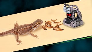 THE ROBOT ANKI VECTOR and BEARDED DRAGON! ARTIFICIAL INTELLIGENCE and BEARDED AGAMA 【LIVE FEEDING】
