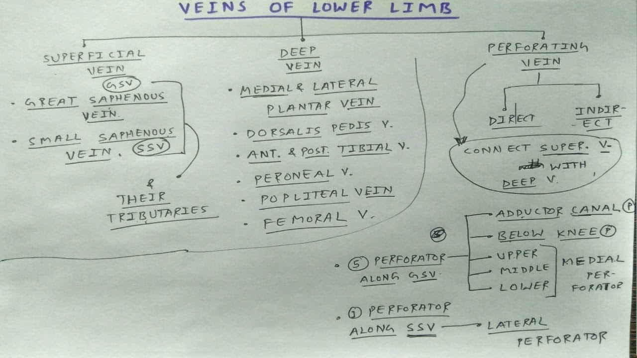 Veins of Lower Limb | Part 1 | Chart | The Charsi of Medical Literature