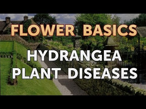 Video: How To Recognize Hydrangea Diseases?