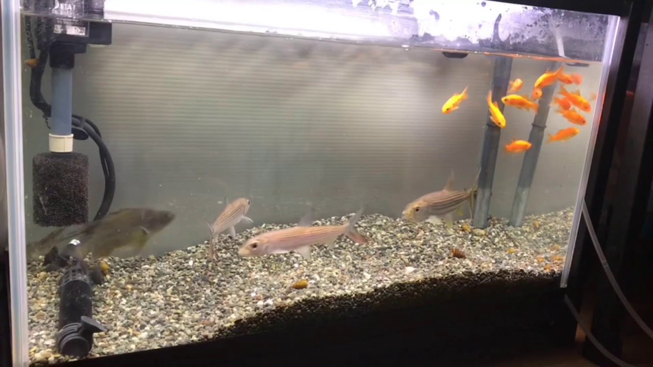 スレンダータイガーフィッシュの情報少なっ 黄泉の国からやってきた獣魚人 聖海熊一郎 スレンダータイガーフィッシュの情報少なっ 黄泉の国からやってきた獣魚人 聖海熊一郎