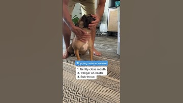 How to Stop a Reverse Sneeze in 3 Easy Steps! 🐶💡 #DogTips