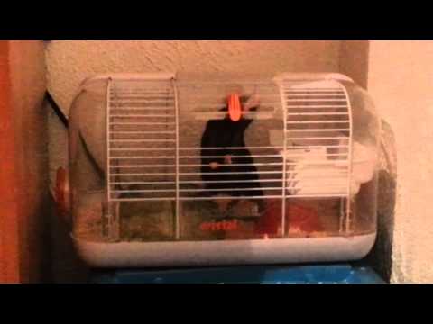 Rat intelligente