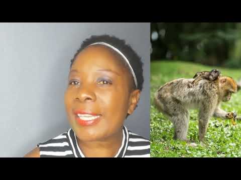 Zimbabwe a rare