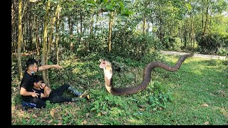 Just entered the forest two young men face two giant king cobras