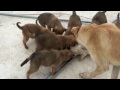 كلبة تعود لصغارها بعد ساعات غياب والمفاجئة😱 سبحان الله/ Mama dog brings food to her puppies