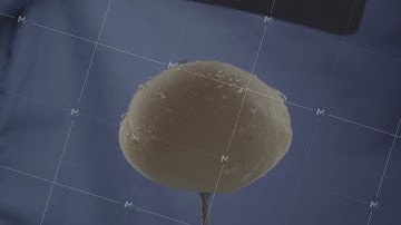 Apricot rotating with loop on blue screen for chroma key