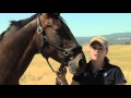 Summit Equine Nutrition - Feeding Performance Horses featuring Susan Treabess