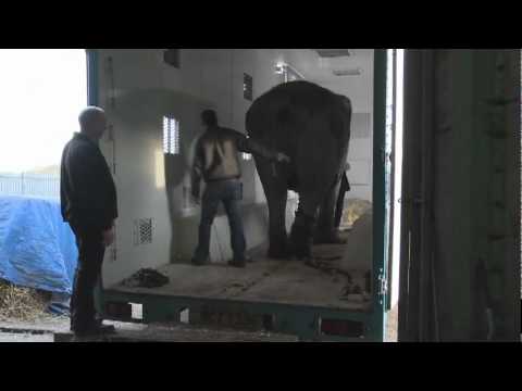 YORKSHIRE WILDLIFE PARK'S JOHN MINION MOVES ANNE THE CIRCUS ELEPHANT TO