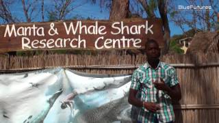 Marine Megafauna Foundation