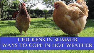 Chickens in Summer: Ways to Cope with Hot Weather
