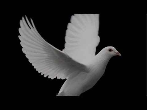 Видео: Защо гълъбът символизира мира?