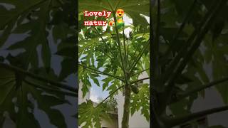 👉papaya plant ☘️#fruiting#nature lover#papaya#naturevideo #yt 💛