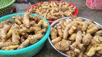 Trực Tiếp Rửa Củ Ngải Chống Độc. #NgảiChốngĐộc, #NgảiChốngĐộcTươi, #DượcLiệu, #ThuốcNam