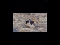 Lions attack wildebeest