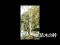 オリーブの植樹