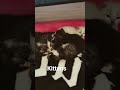 Cat Love Tiny Kittens 2025 Cat Love Tiny Kittens 2025