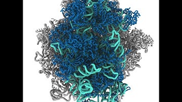 Simulation of a eukaryotic ribosome