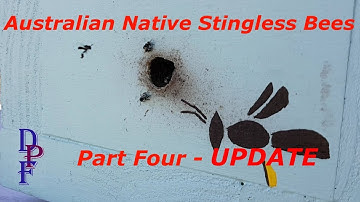Australian Native Stingless Bees Part 4, Update 1